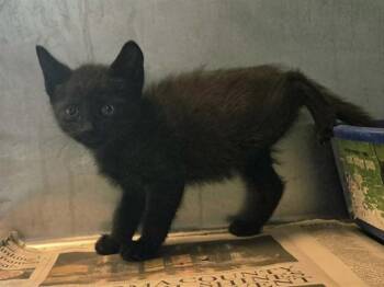 Domestic Short Hair Cats Available for Adoption in Martinez, California - A1047382 | PetCurious