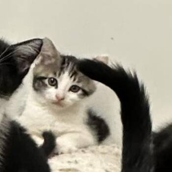 Sardine -  Domestic Short Hair Cat for Adoption in Chicago, Illinois - Sardine | PetCurious