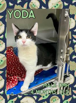 Rescue Domestic Medium Hair Cats for Adoption in Danville, Indiana - Yoda | PetCurious