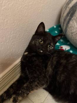 Domestic Short Hair and Tortoiseshell Cats Available for Adoption - Pebbles Mcpurrington | PetCurious