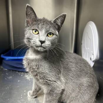 Domestic Short Hair Cats Available for Adoption in Gainesville, Florida - Levi | PetCurious