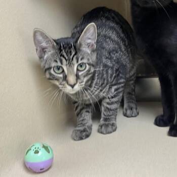 Gnocchi -  Tabby Cat for Adoption in Clarksville, Virginia - Gnocchi | PetCurious