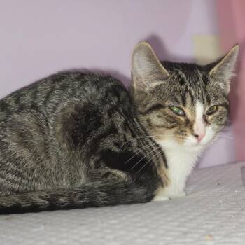 Ariel -  Domestic Short Hair Cat for Adoption in Granville, Ohio - Ariel | PetCurious