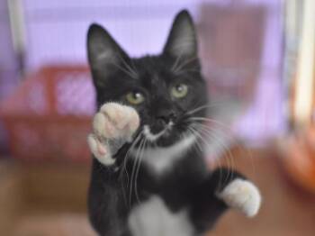 Domestic Short Hair Cats Available for Adoption - Ozzy | PetCurious
