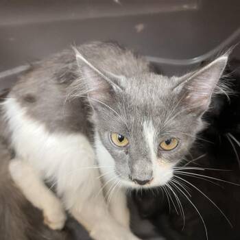 Button -  Domestic Short Hair Cat for Adoption in Brentwood, Missouri - Button | PetCurious