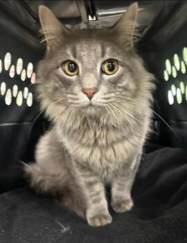 K.B. -  Domestic Long Hair Cat Available for Adoption in La Porte, Indiana - K.B. | PetCurious