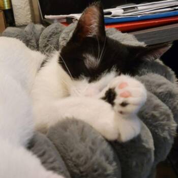 Penny -  Domestic Short Hair Cat for Adoption in Kenosha, Wisconsin - Penny | PetCurious