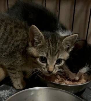 Chirp Ne. -  Domestic Short Hair Cat for Adoption in West Peoria, Illinois - Chirp Ne. | PetCurious