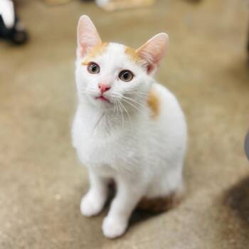 Stetson -  Domestic Short Hair Cat for Adoption in Woodbury, New Jersey - Stetson | PetCurious