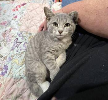 Gwen -  Domestic Short Hair and Tabby Cat for Adoption in Yardley, Pennsylvania - Gwen | PetCurious