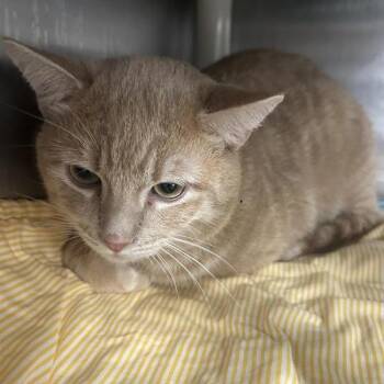 Domestic Short Hair Cats Available for Adoption in Salt Lake City, Utah - Twilight | PetCurious