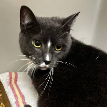 Squeaks -  Domestic Short Hair Cat for Adoption in Harrisonburg, Virginia - Squeaks | PetCurious
