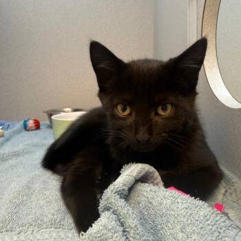 Mauricio -  Domestic Short Hair Cat for Adoption in Pittsburgh, Pennsylvania - Mauricio | PetCurious