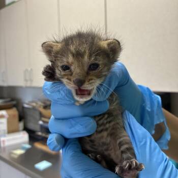 Anne Bronte -  Domestic Short Hair Cat for Adoption in San Antonio, Texas - Anne Bronte | PetCurious