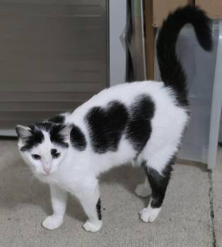 Vivian -  Domestic Short Hair Cat for Adoption in Woodsfield, Ohio - Vivian | PetCurious