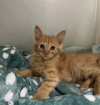 Connor -  Domestic Long Hair Cat for Adoption in Genoa, Illinois - Connor | PetCurious