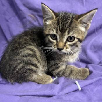 TEMESCAL -  Domestic Short Hair Cat for Adoption in Richmond, California - TEMESCAL | PetCurious