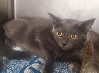 MONSTER -  Domestic Short Hair Cat for Adoption in St. Louis, Missouri - MONSTER | PetCurious