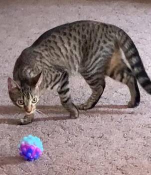 Rescue Domestic Short Hair Cats for Adoption in Camarillo, California - Tag | PetCurious