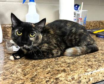 Rescue Tortoiseshell Cats for Adoption in Wilmington, Ohio - Vera | PetCurious
