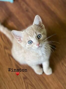 Winston -  Domestic Short Hair Cat for Adoption in Dansville, New York - Winston | PetCurious