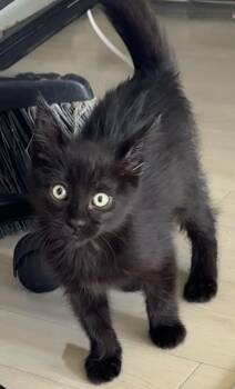 Rescue Domestic Medium Hair Cats for Adoption in Saginaw, Michigan - Elizabeth Taylor | PetCurious