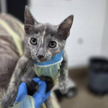 Freyburg -  Domestic Short Hair Cat for Adoption in Incline Village, Nevada - Freyburg | PetCurious