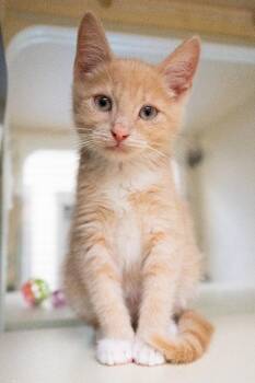 Peter -  Domestic Short Hair Cat for Adoption in Christiansburg, Virginia - Peter | PetCurious