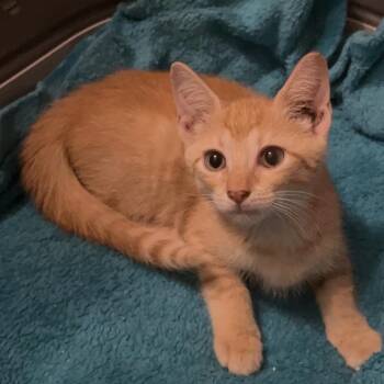 Winter Melon -  Tabby and Domestic Short Hair Cat for Adoption in Columbia, South Carolina - Winter Melon | PetCurious