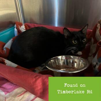 Whitney -  Domestic Short Hair Cat for Adoption in Lynchburg, Virginia - Whitney | PetCurious