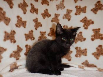 WOLVERINE -  Domestic Short Hair Cat for Adoption in San Jose, California - WOLVERINE | PetCurious