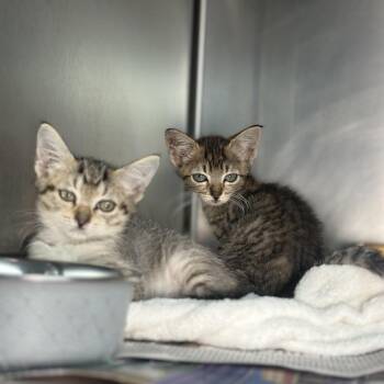Nate -  Domestic Short Hair Cat for Adoption in San Antonio, Texas - Nate | PetCurious