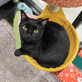 Domestic Short Hair Cats Available for Adoption - Marisol | PetCurious