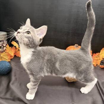 Roger -  Tabby and Tuxedo Cat for Adoption in Fayetteville, Georgia - Roger | PetCurious