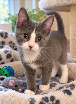 Celsius -  Domestic Short Hair Cat for Adoption in Lemoyne, Pennsylvania - Celsius | PetCurious