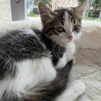 Lune -  Domestic Long Hair Cat for Adoption in San Antonio, Texas - Lune | PetCurious