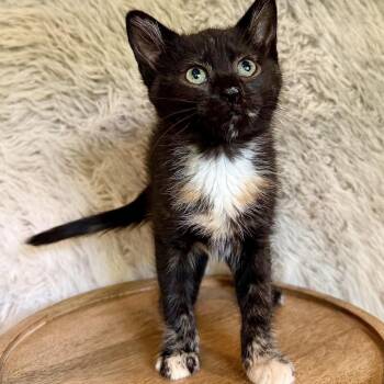 Tortellini -  Domestic Short Hair Cat for Adoption in Belfair, Washington - Tortellini | PetCurious