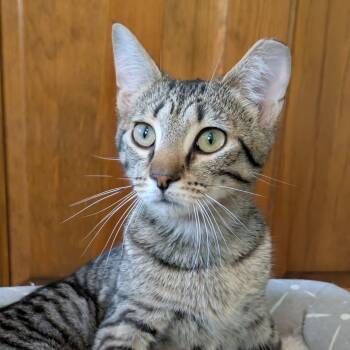 Rescue Domestic Short Hair Cats for Adoption in Gibsonia, Pennsylvania - Black Widow | PetCurious