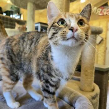 Domestic Short Hair Cats Available for Adoption in Park Falls, Wisconsin - May | PetCurious