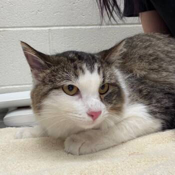 Chiqui -  Domestic Long Hair Cat for Adoption in Murray, Utah - Chiqui | PetCurious
