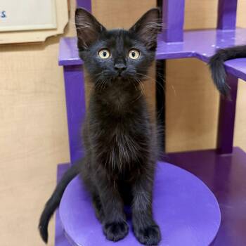 Domestic Short Hair Cats Available for Adoption in San Tan Valley, Arizona - Walter | PetCurious