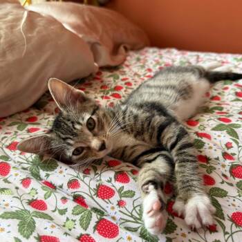 Empanada -  Domestic Short Hair Cat for Adoption - Empanada | PetCurious