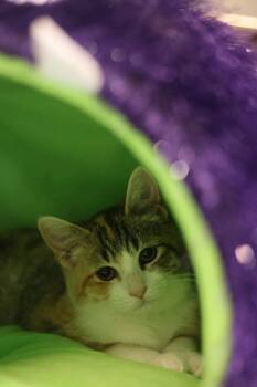 Ericka -  Dilute Calico Cat for Adoption in Duluth, Minnesota - Ericka | PetCurious
