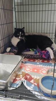 MooMoo -  Domestic Short Hair Cat for Adoption in Pine Grove, Pennsylvania - MooMoo | PetCurious