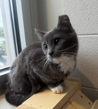 Rescue Domestic Short Hair Cats for Adoption in Dalton, Georgia - Andi Jane | PetCurious