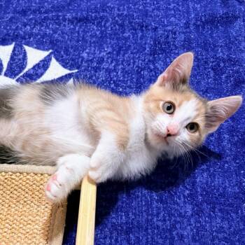 Delicata aka Della Hall -  Domestic Medium Hair Cat for Adoption in Eagle Mountain, Utah - Delicata Aka Della Hall | PetCurious