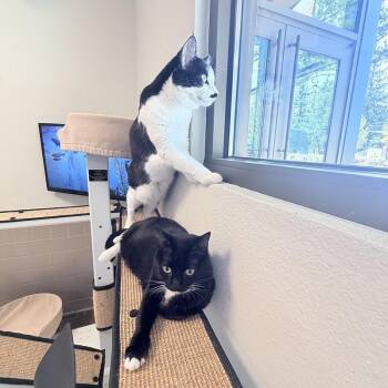 Sushi and Rice Cake -  Domestic Medium Hair Cat for Adoption in Truckee, California - Sushi And Rice Cake | PetCurious