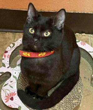 Rescue American Shorthair Cats for Adoption in Philippi, West Virginia - Teddy | PetCurious