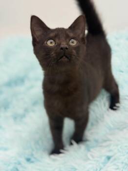 Rubbish -  Domestic Short Hair Cat for Adoption in Covington, Louisiana - Rubbish | PetCurious