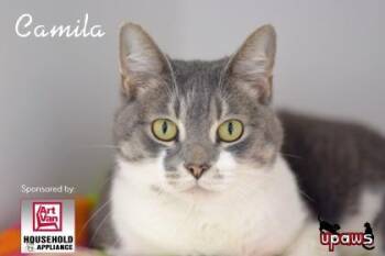 Camila -  Domestic Short Hair Cat for Adoption in Gwinn, Michigan - Camila | PetCurious